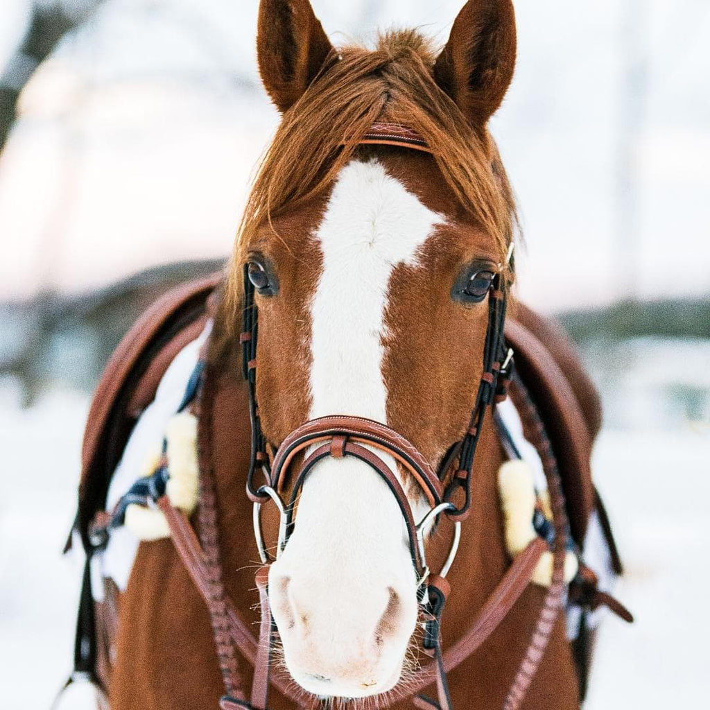 ExionPro Twin Designer Fancy Stitched English Snaffle Bridle with Reins by Bridles & Reins - alternate view 7