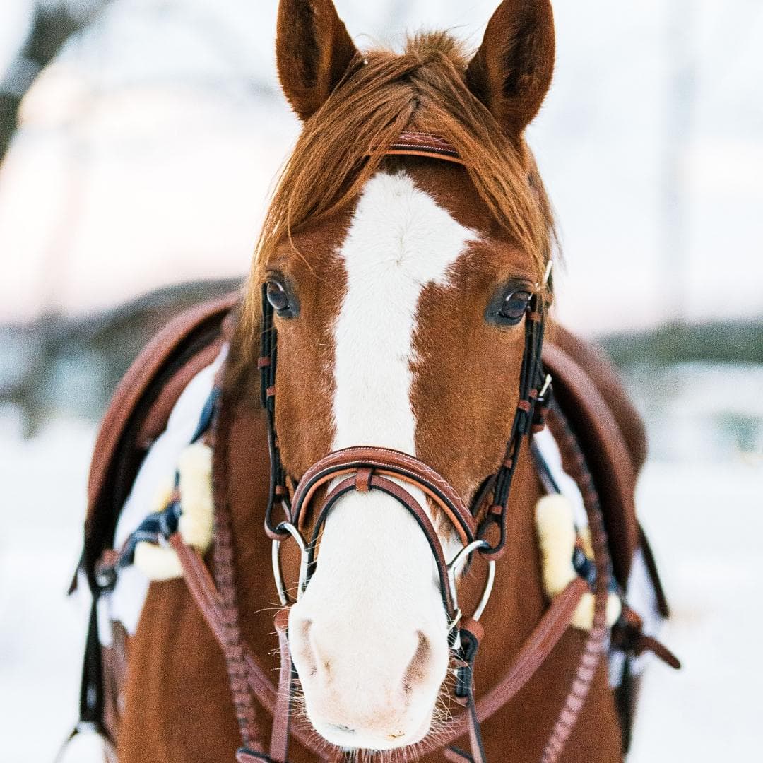 ExionPro Twin Designer Fancy Stitched English Snaffle Bridle with Reins by Bridles & Reins - alternate view 7