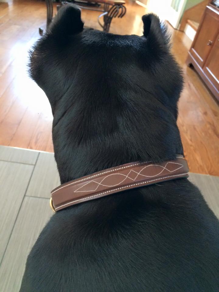 ExionPro Fancy Stitched Padded Leather Dog Collar - Oak Brown Padding by Bridles & Reins - alternate view 3