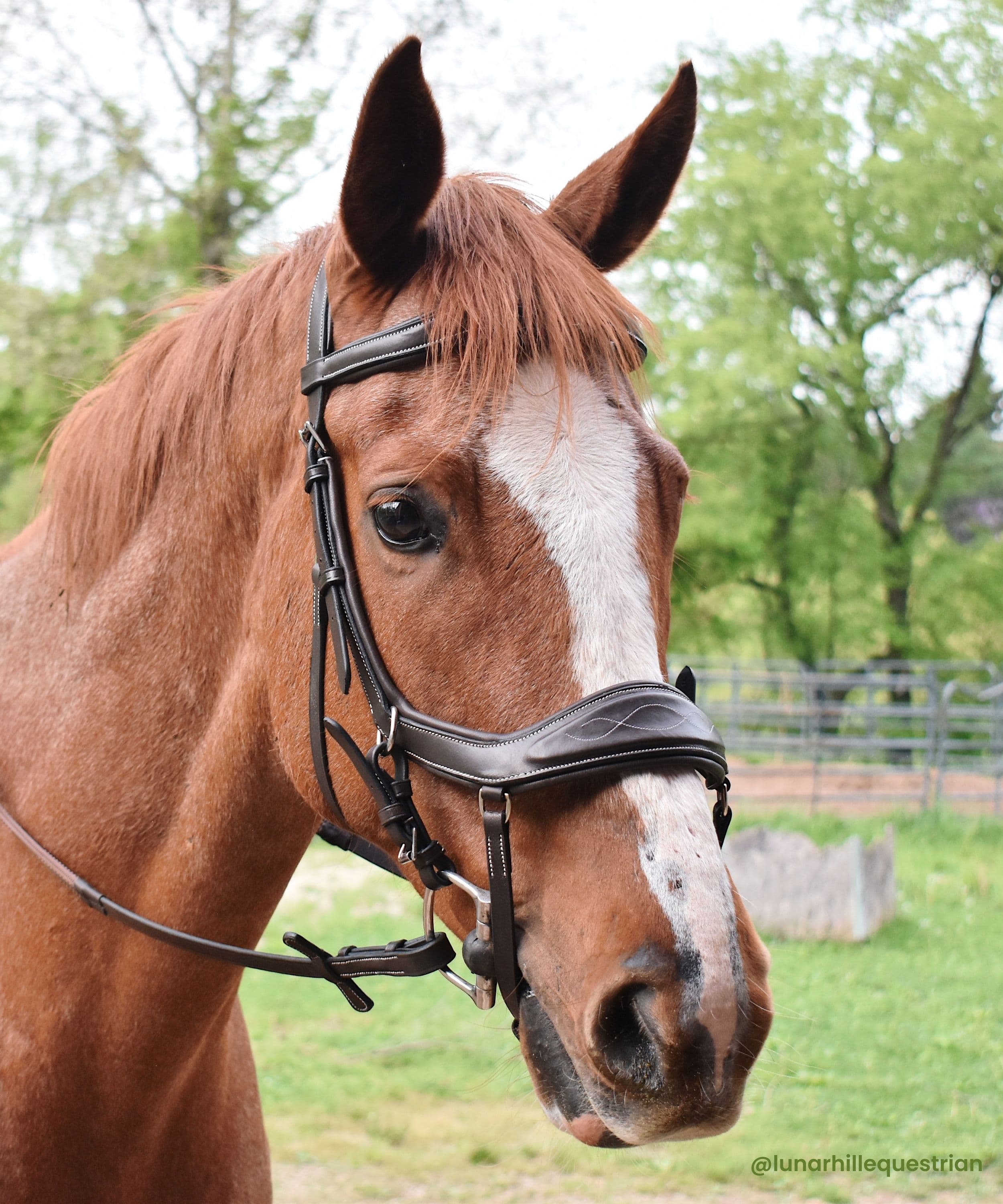 ExionPro 'Auriga' Anti-Pressure Bridle with Reins by Bridles & Reins - alternate view 6