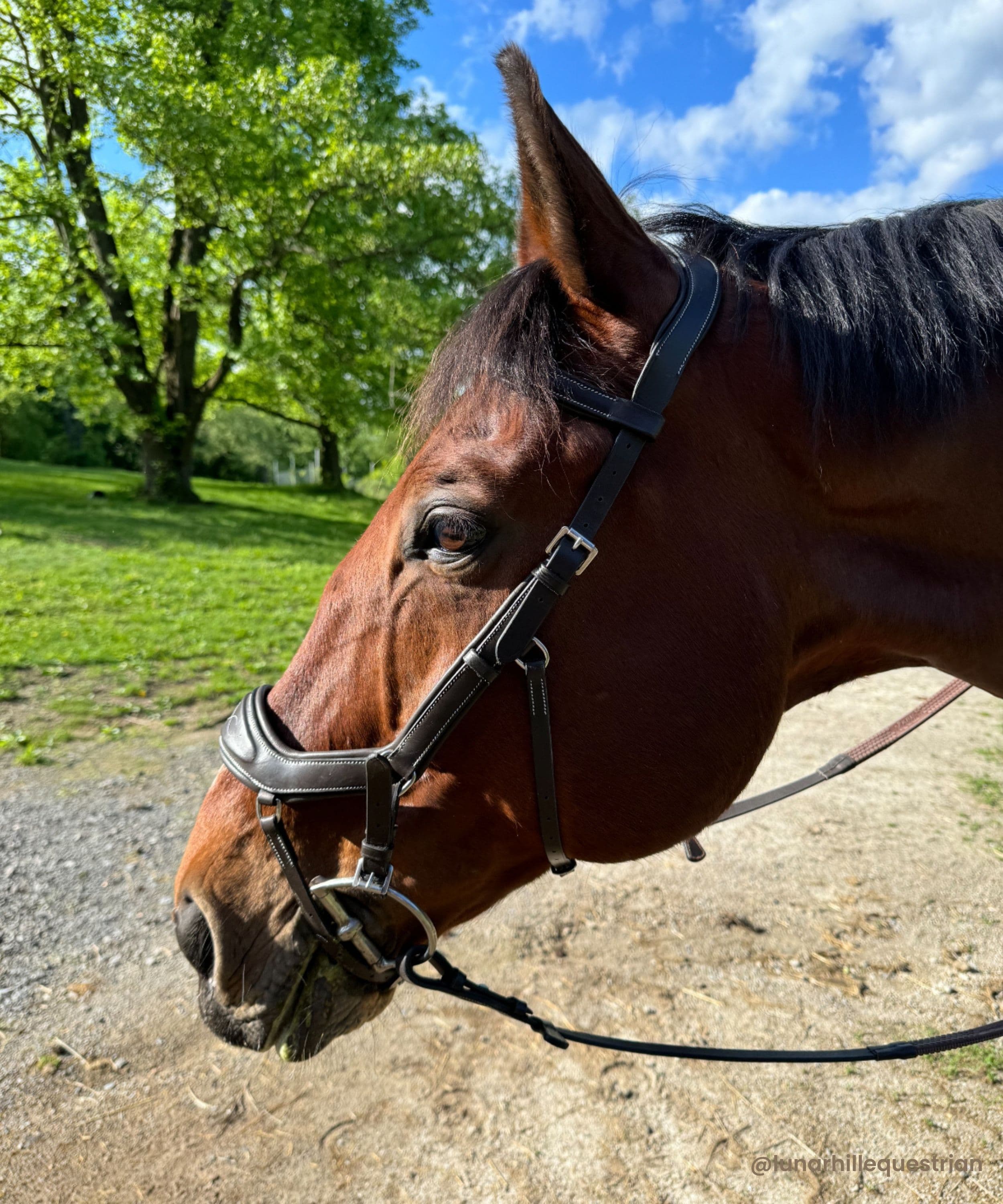 ExionPro 'Auriga' Anti-Pressure Bridle with Reins by Bridles & Reins - alternate view 7