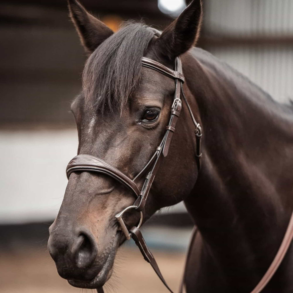 Replacement Noseband of ExionPro 'Perseus' Anatomical Jumping Bridle without Flash by Bridles & Reins - alternate view 7