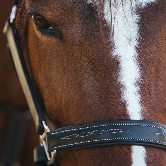 ExionPro Fancy Stitched Halter - Brass Nickel Hardware by Bridles & Reins - alternate view 4