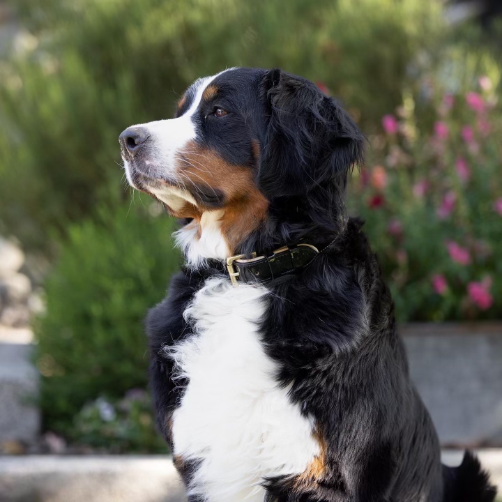 Halter Ego® Black Patent Thea Dog Collar by Halter Ego® - product image 3