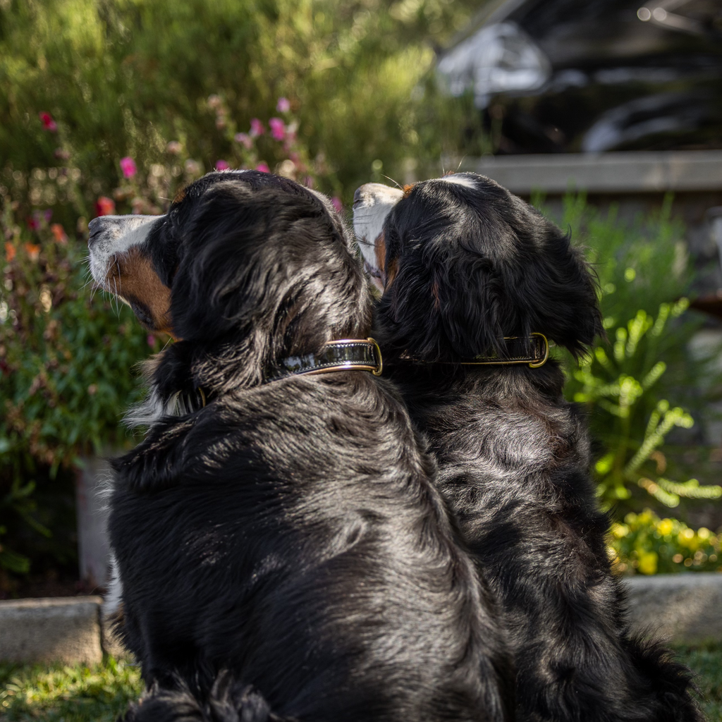 Halter Ego® Black Patent Thea Dog Collar by Halter Ego®