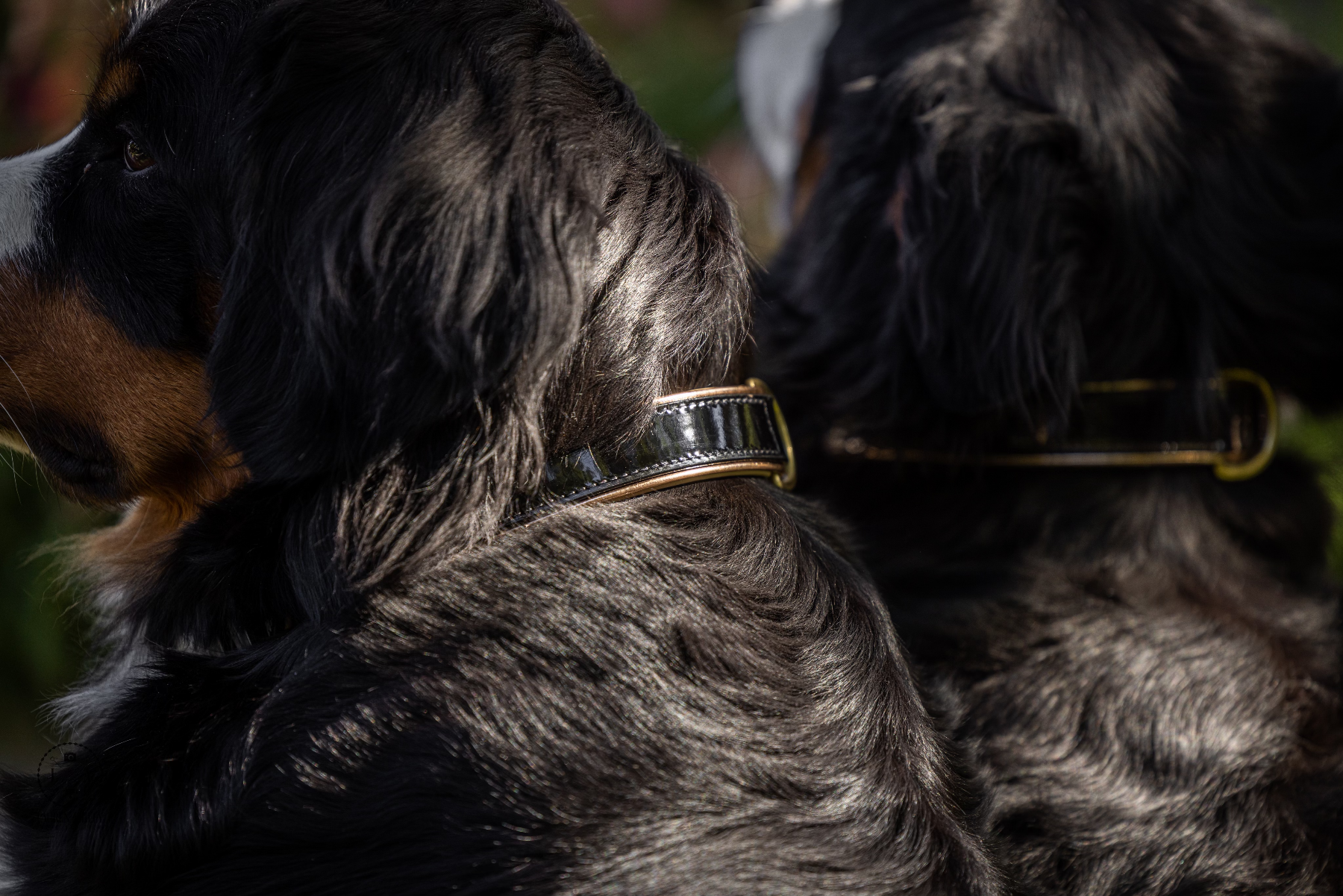 Halter Ego® Black Patent Thea Dog Collar by Halter Ego® - product image 4