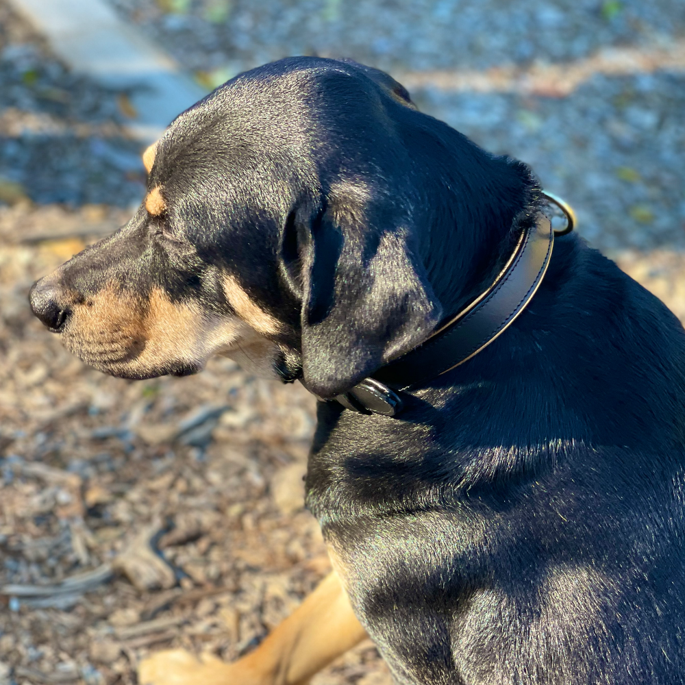 Halter Ego® Milan - Black Leather & Burnished Gold Trim Dog Collar by Halter Ego® - product image 4