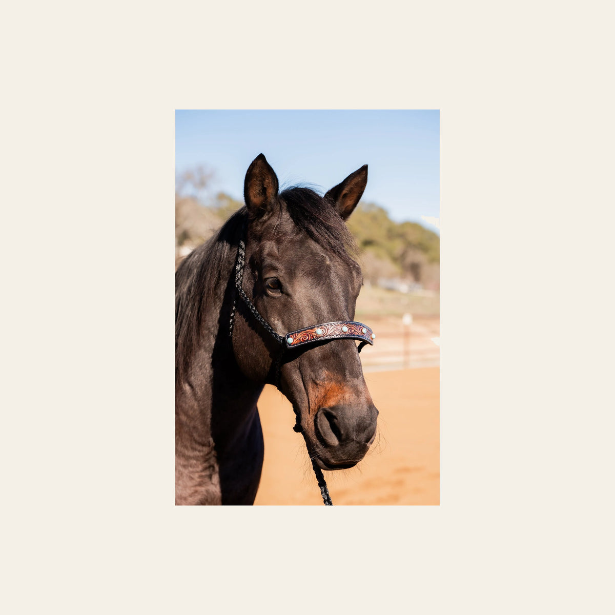 Black Mule Tape Halter -Turquoise Cabochon #MT226 on a warm cream background