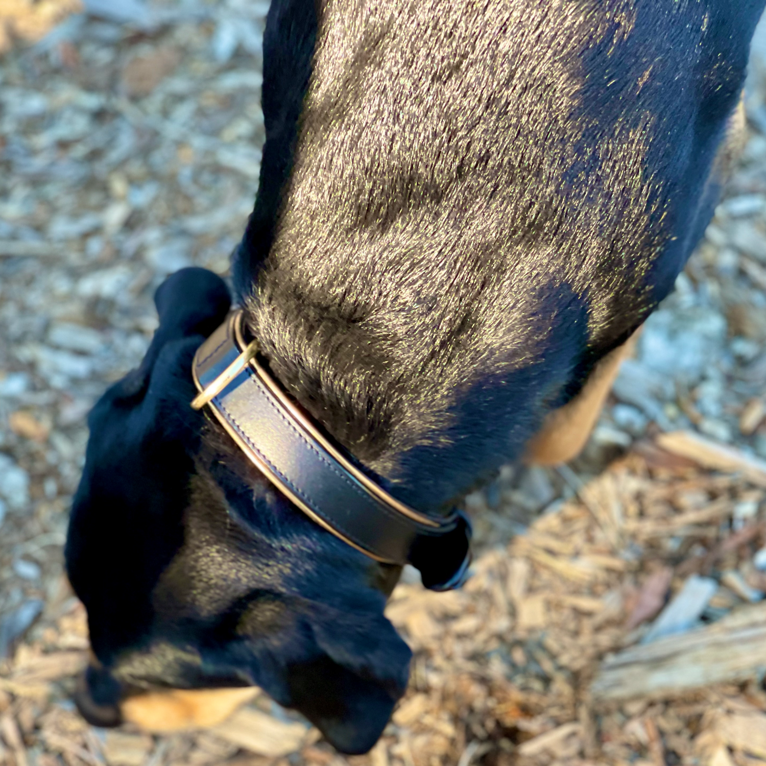 Halter Ego® Milan - Black Leather & Burnished Gold Trim Dog Collar by Halter Ego® - product image 3