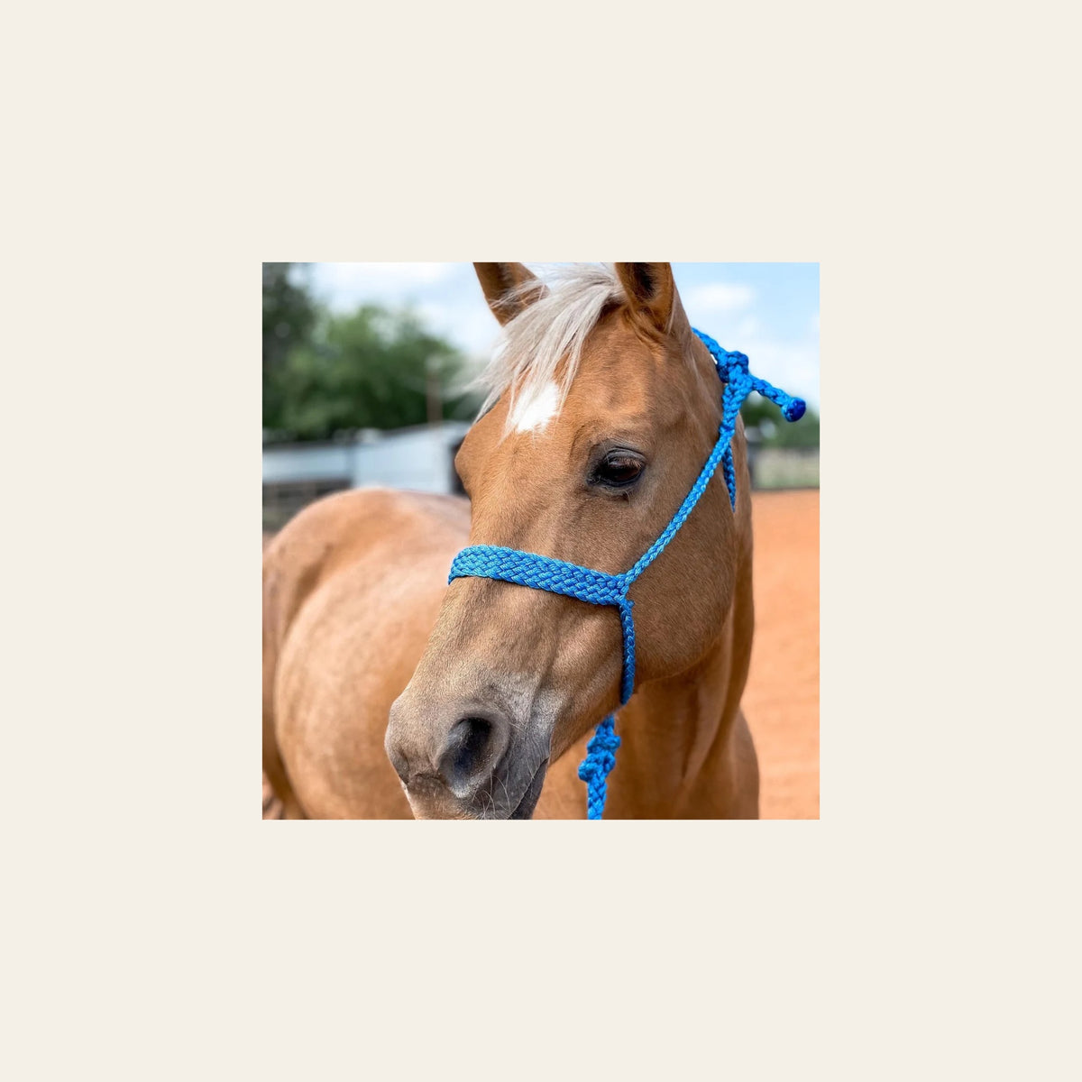 Blue Mule Tape Halter on a warm cream background