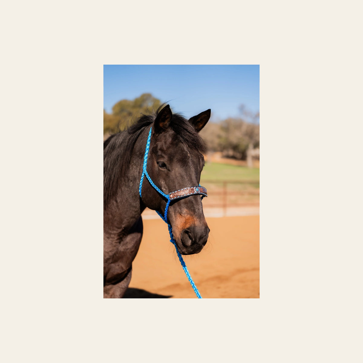 Blue Mule Tape Halter - Feathers and Turquoise #MT214 on a warm cream background