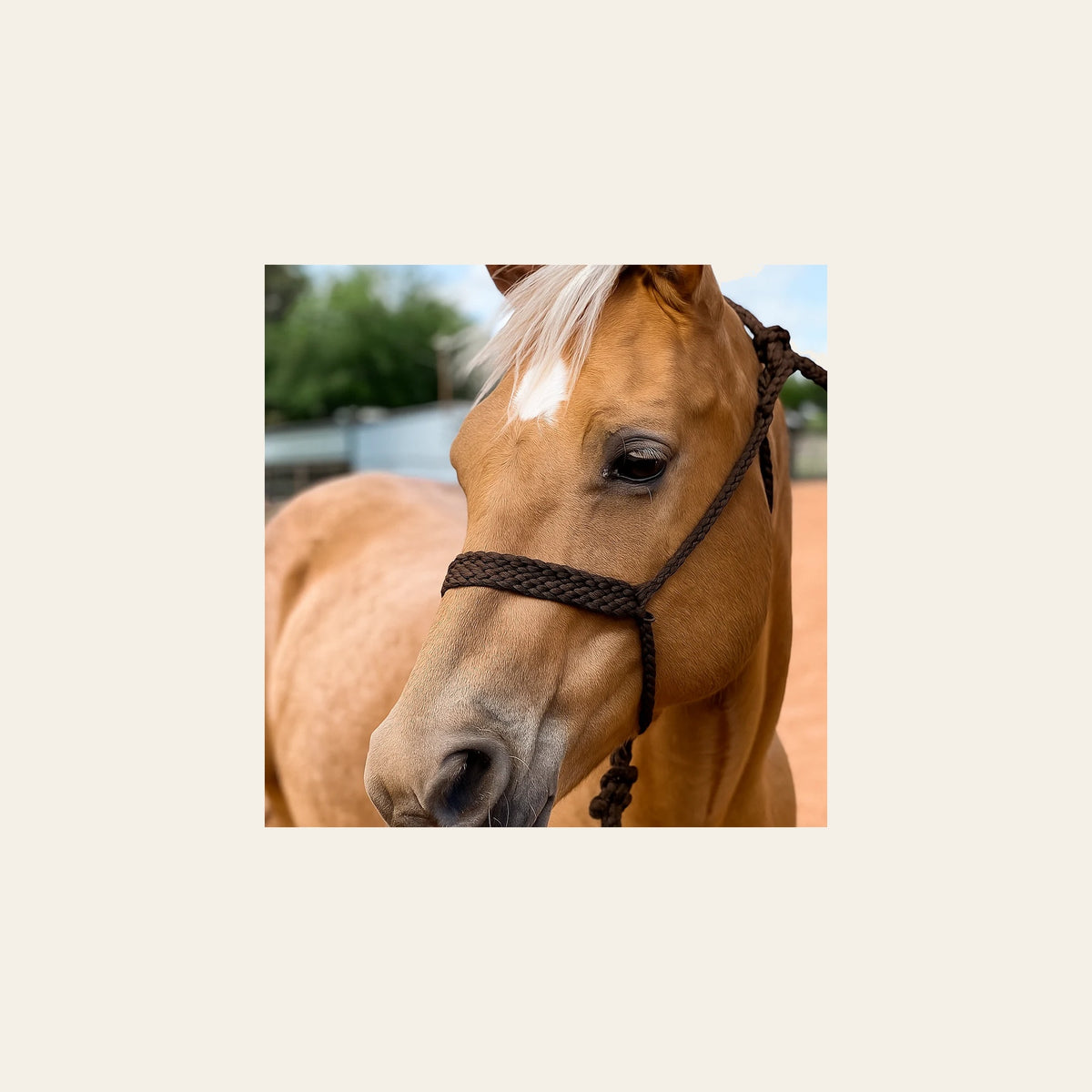 Brown Mule Tape Halter on a warm cream background