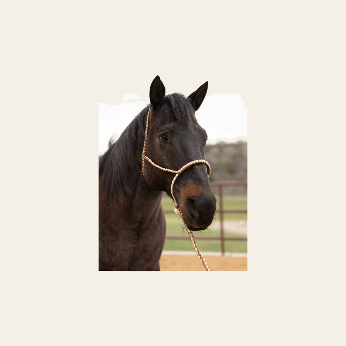 Brown and Tan Lariat Noseband Mule Tape Halter on a warm cream background