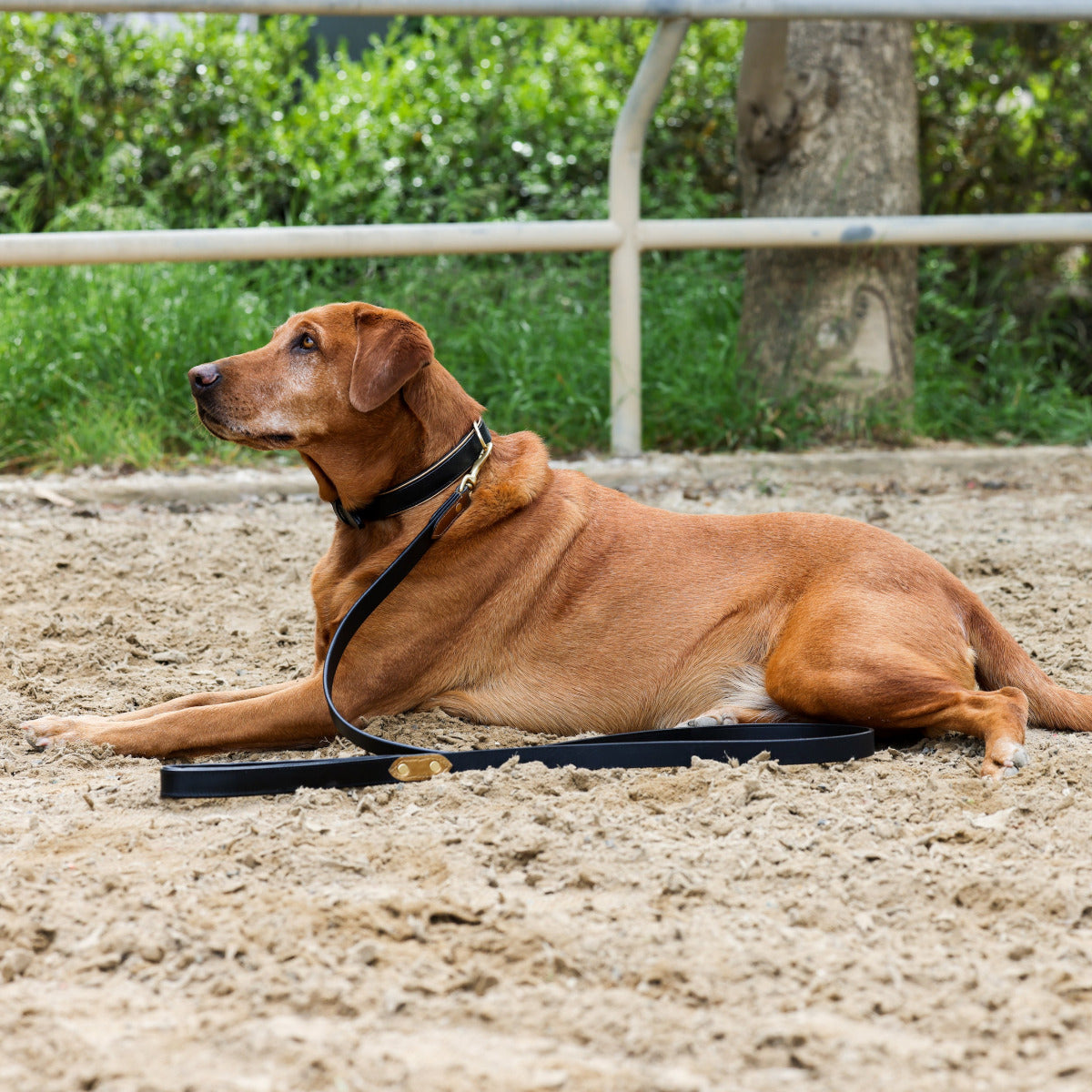 Halter Ego® Milan Dog Leash by Halter Ego® - product image 3