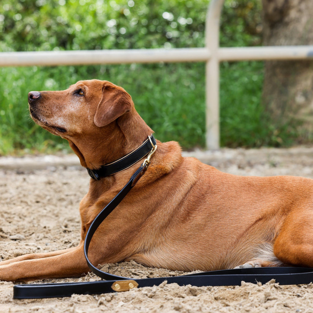 Halter Ego® Milan Dog Leash by Halter Ego® - product image 2