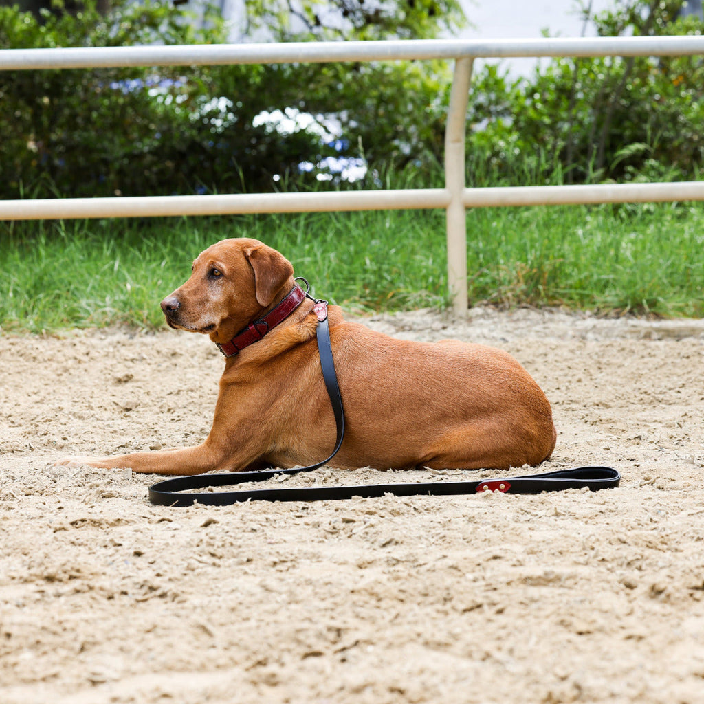 Halter Ego® Breanna Red Croc Leather Dog Collar by Halter Ego® - product image 2