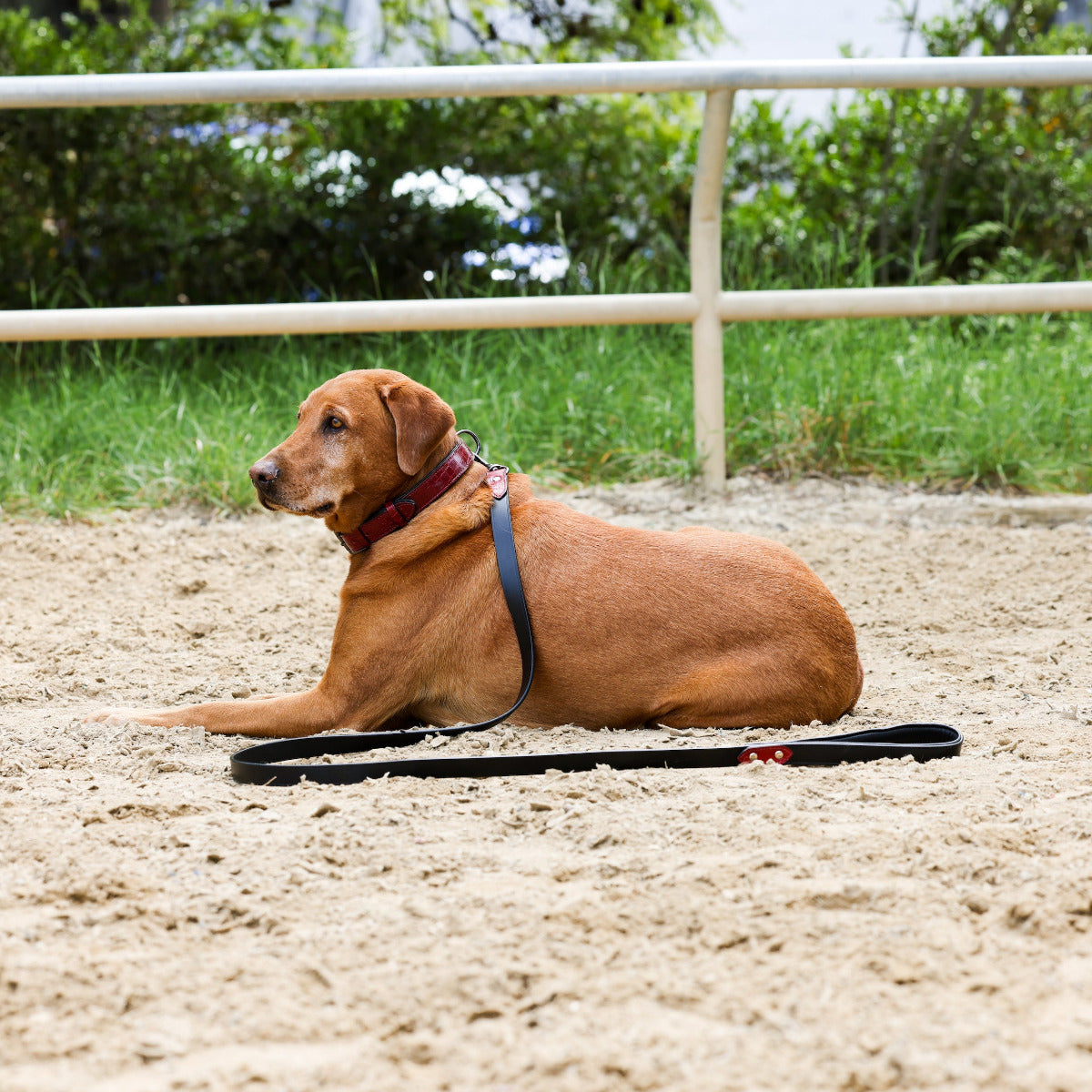 Halter Ego® Breanna Red Croc Leather Dog Collar by Halter Ego® - product image 2