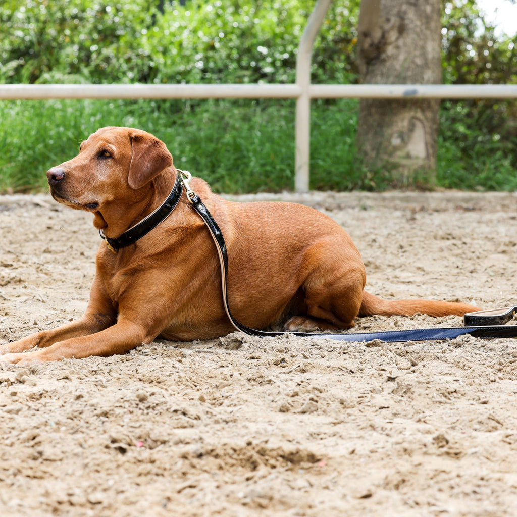 Halter Ego® Black Patent Thea Dog Leash by Halter Ego®