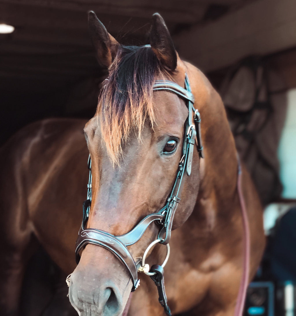 Replacement Noseband of ExionPro Anatomical Combined Flash Bridle with Reins by Bridles & Reins - alternate view 3