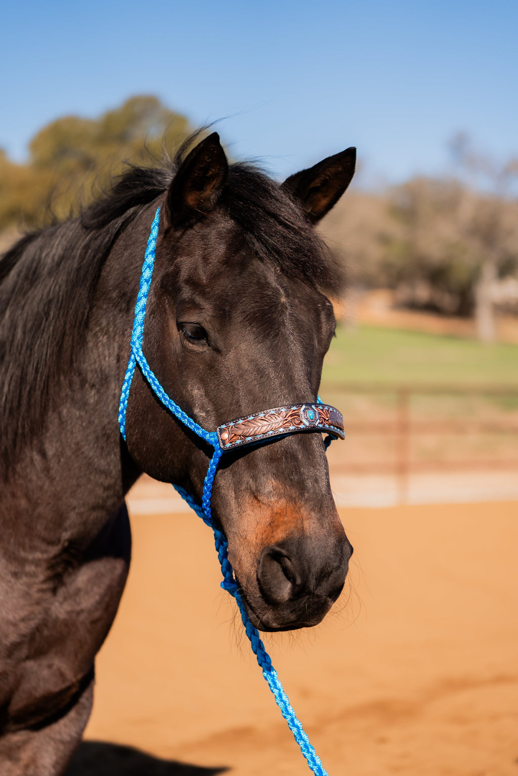 Blue Mule Tape Halter - Feathers and Turquoise #MT214