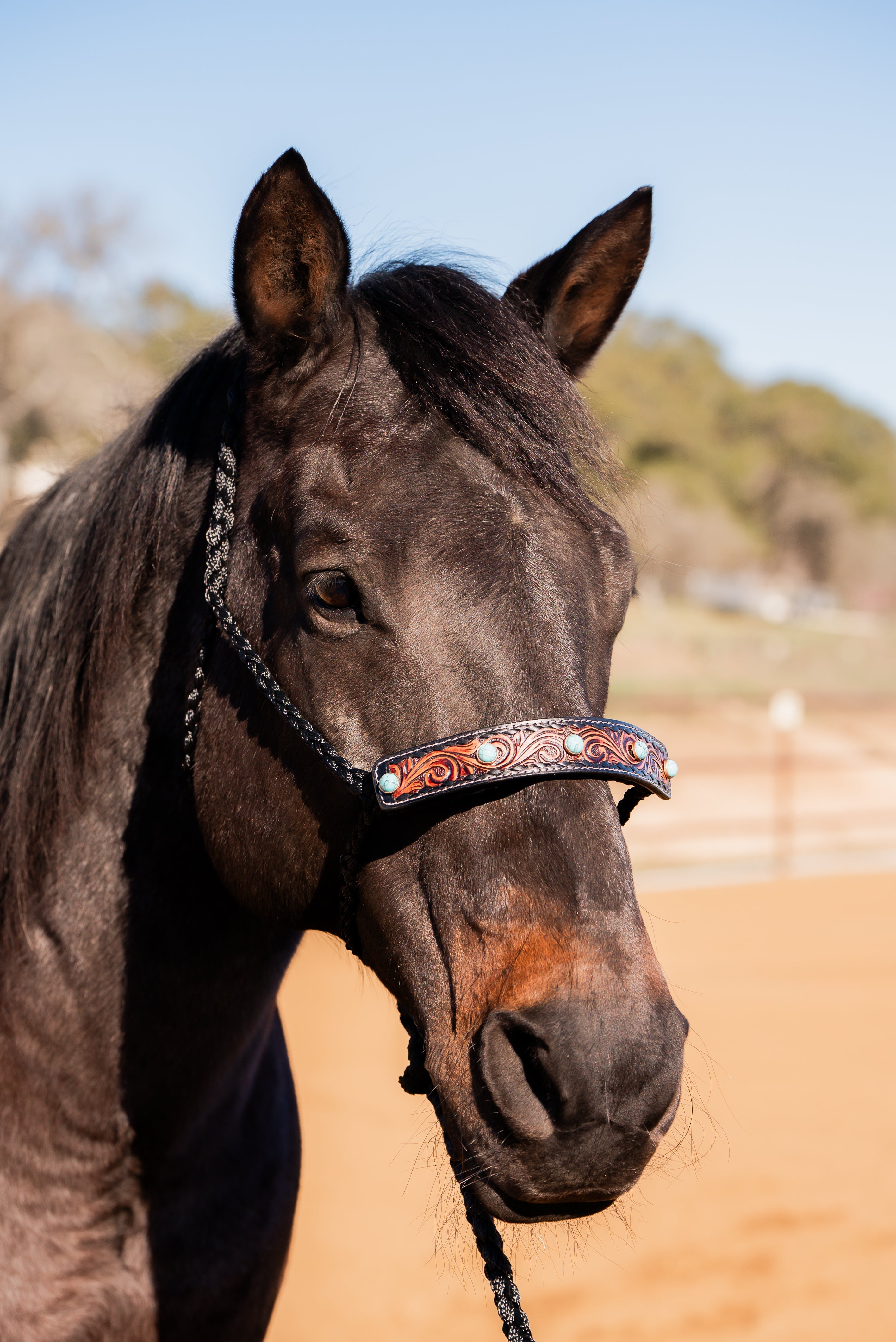 Black Mule Tape Halter -Turquoise Cabochon #MT226