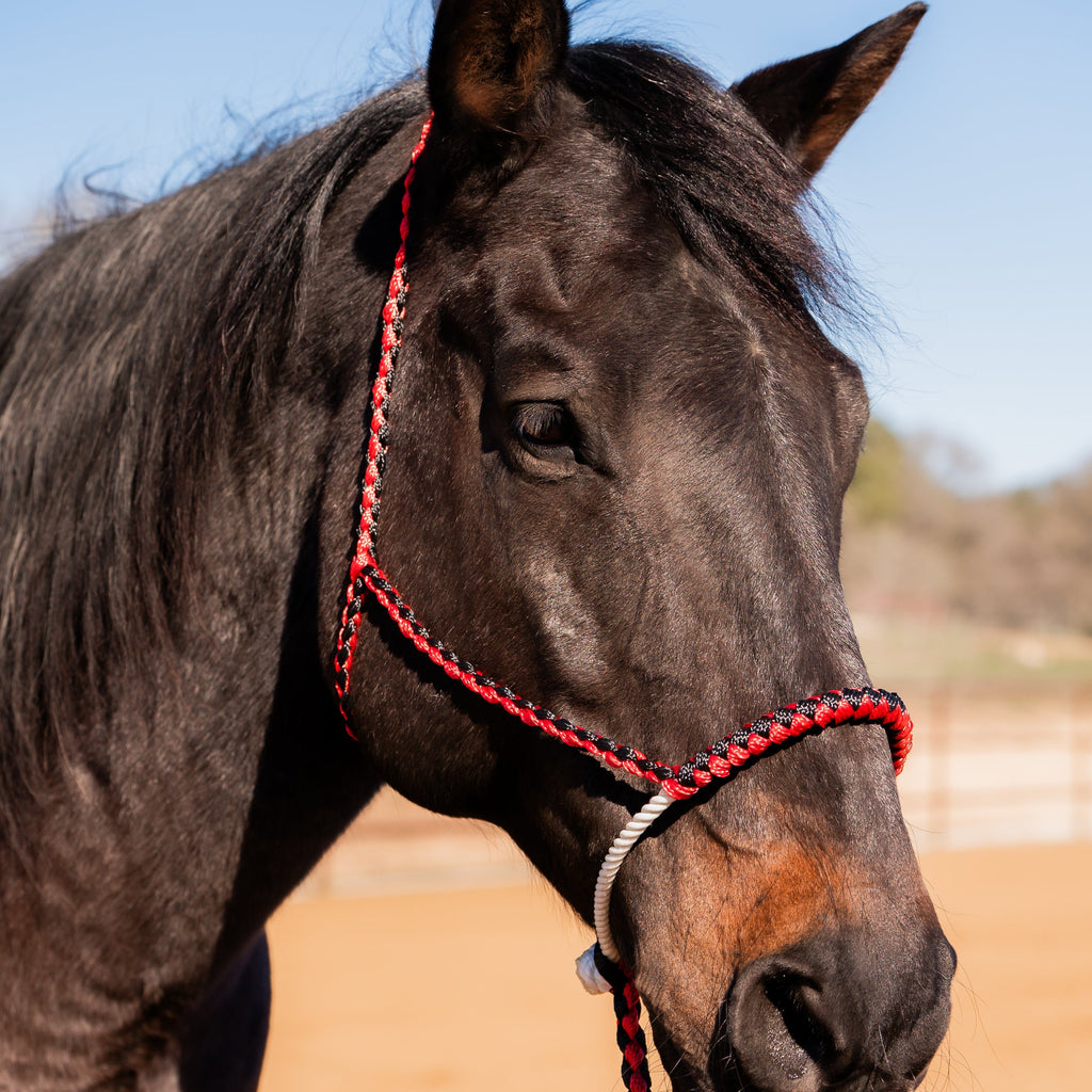 Lariat Mule Tape Halters - Assorted Double Colors- — view 5