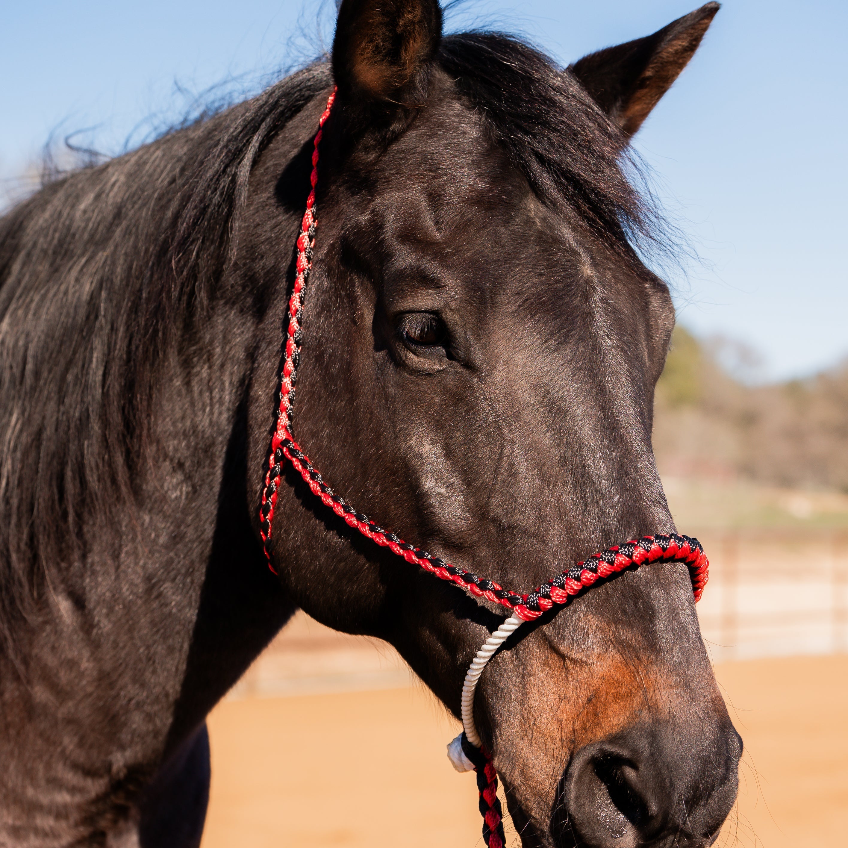 Lariat Mule Tape Halters - Assorted Double Colors- — view 5
