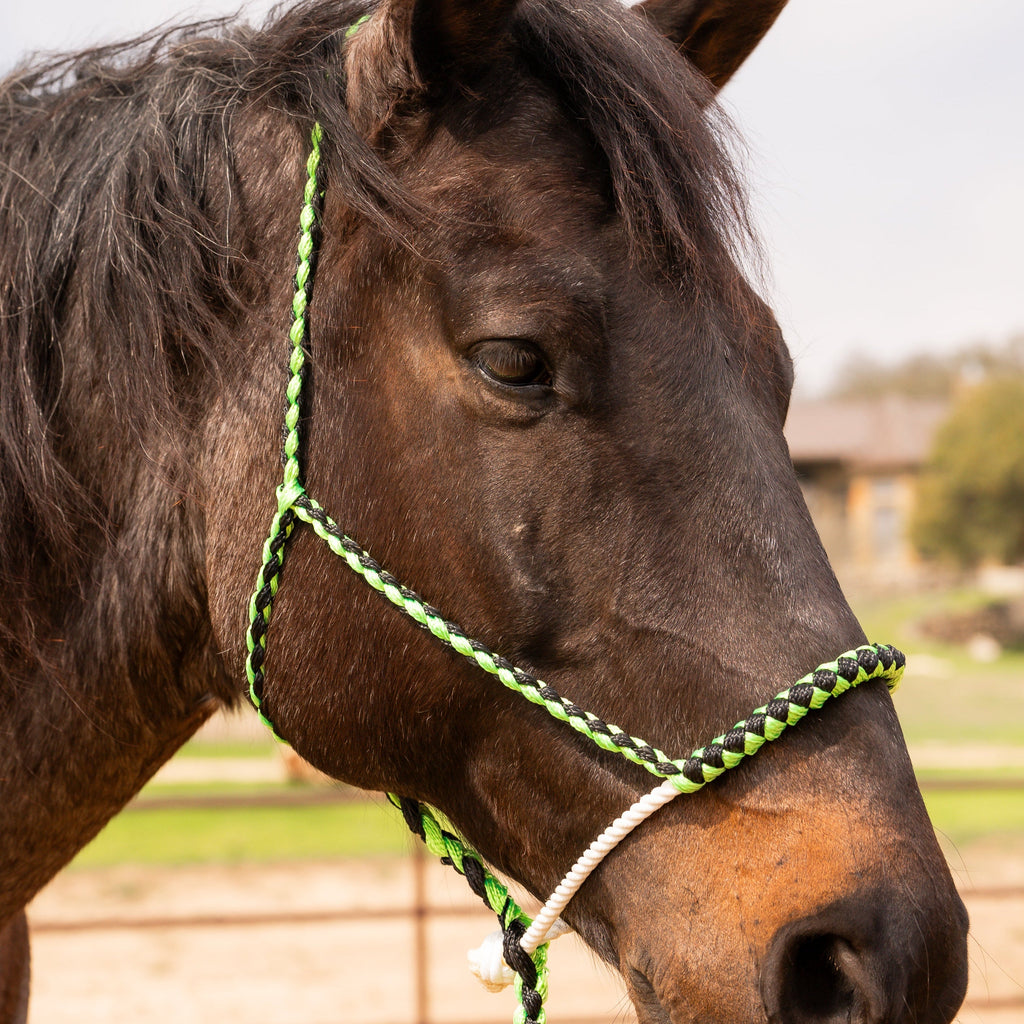 Lariat Mule Tape Halters - Assorted Double Colors- — view 7