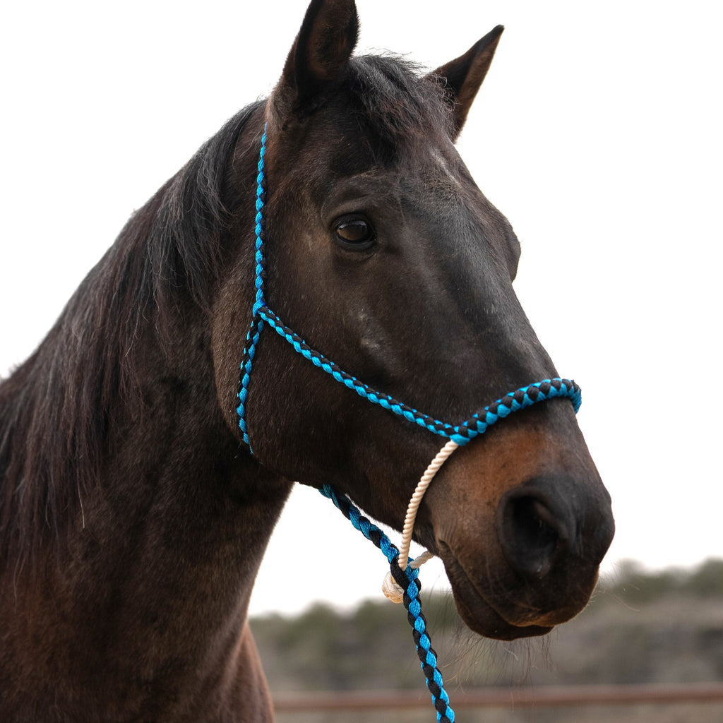 Lariat Mule Tape Halters - Assorted Double Colors- — view 8