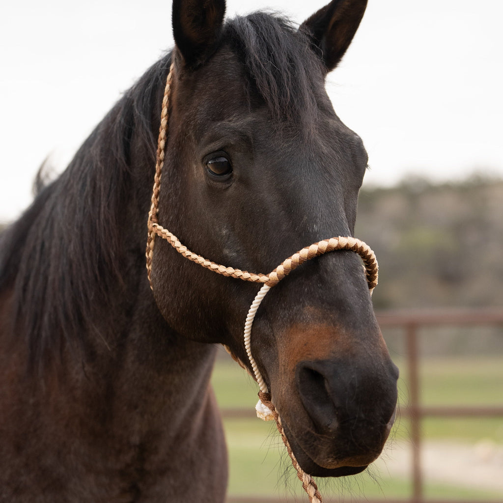 Lariat Mule Tape Halters - Assorted Double Colors- — view 9