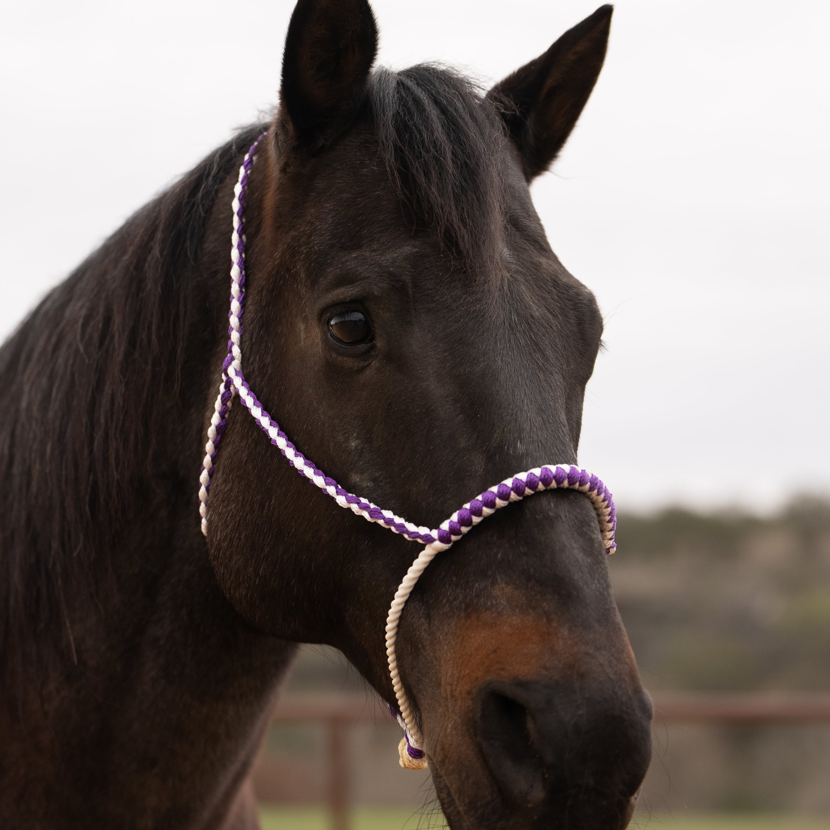 Lariat Mule Tape Halters - Assorted Double Colors- — view 3