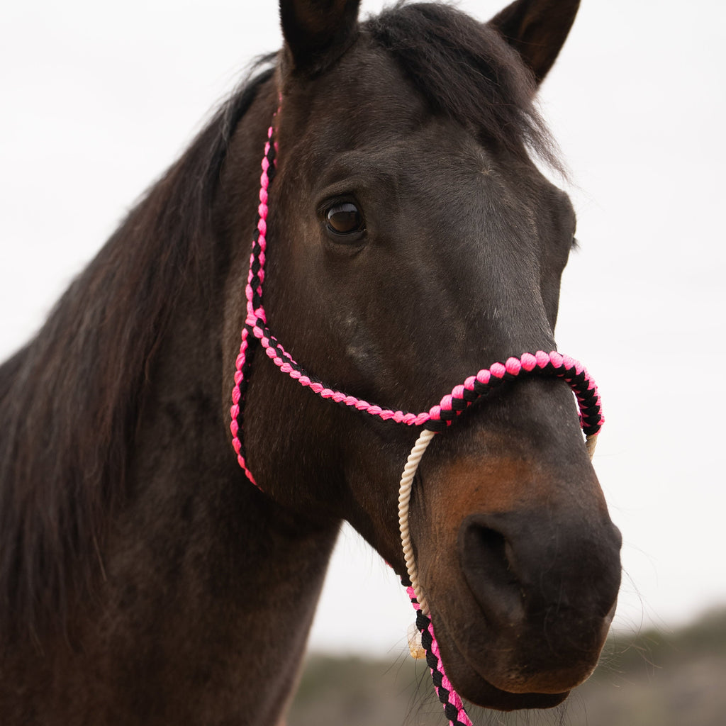 Lariat Mule Tape Halters - Assorted Double Colors- — view 10