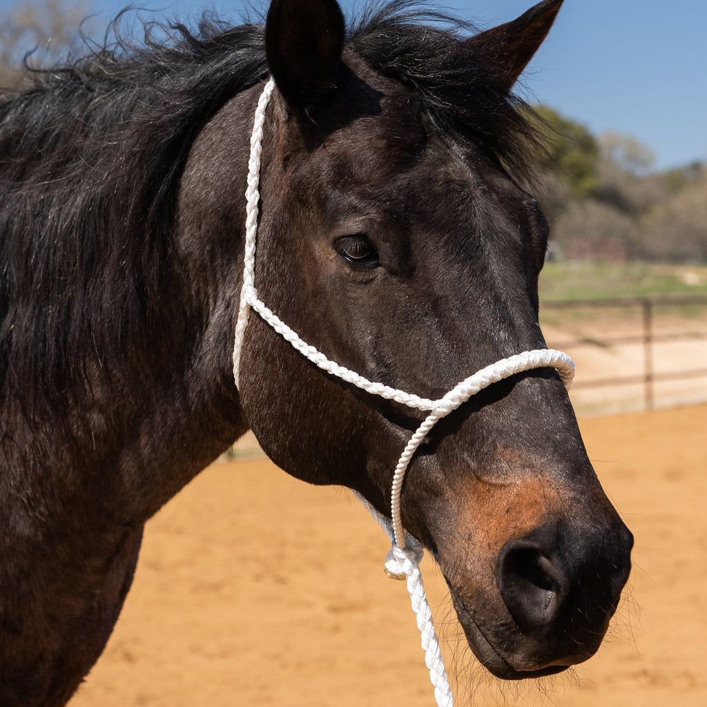 Lariat Mule Tape Halters - Assorted Colors- — view 8