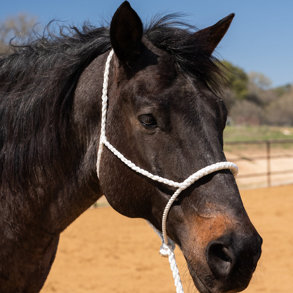Lariat Mule Tape Halters - Assorted Double Colors- — view 2
