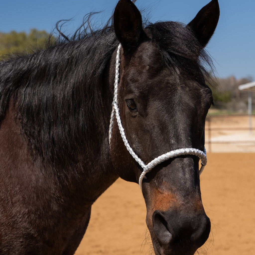 Lariat Mule Tape Halters - Assorted Double Colors- — view 6