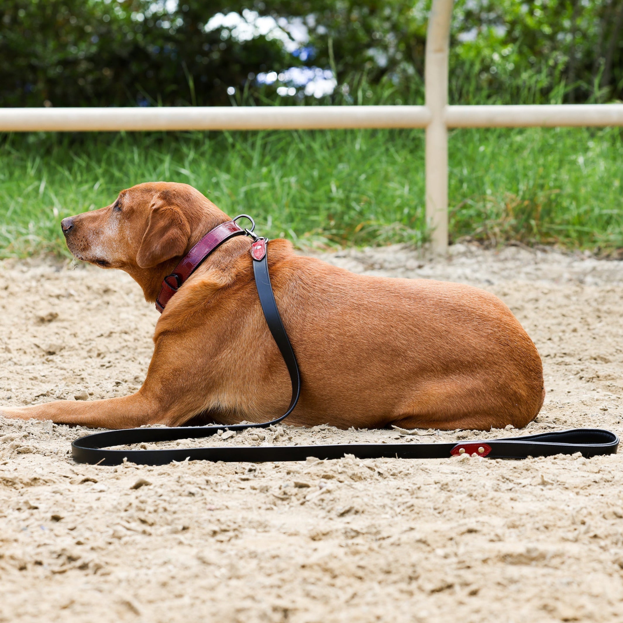 Halter Ego® Breanna Red Croc Leather Dog Collar by Halter Ego® - product image 3