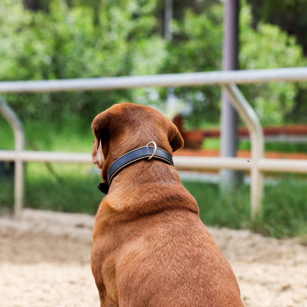 Halter Ego® Milan - Black Leather & Burnished Gold Trim Dog Collar by Halter Ego® - product image 2