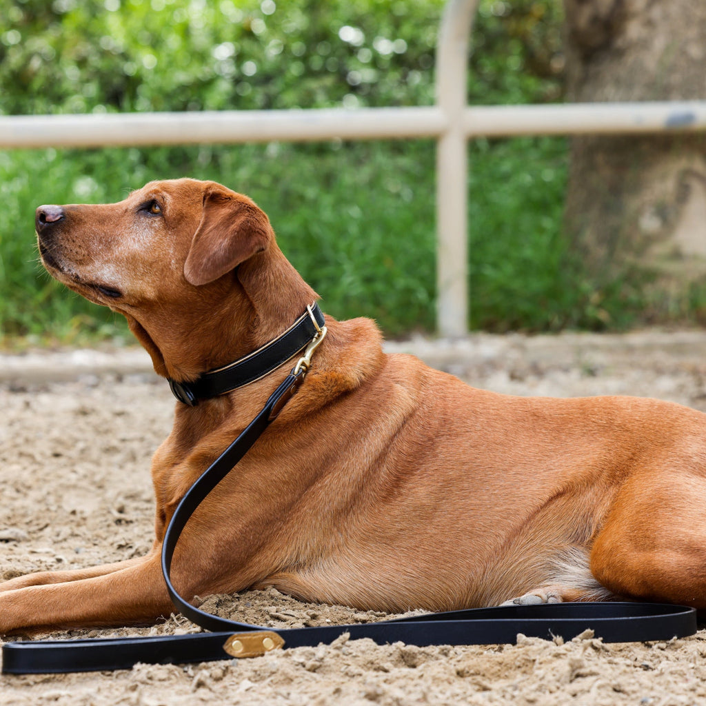 Halter Ego® Milan - Black Leather & Burnished Gold Trim Dog Collar by Halter Ego®