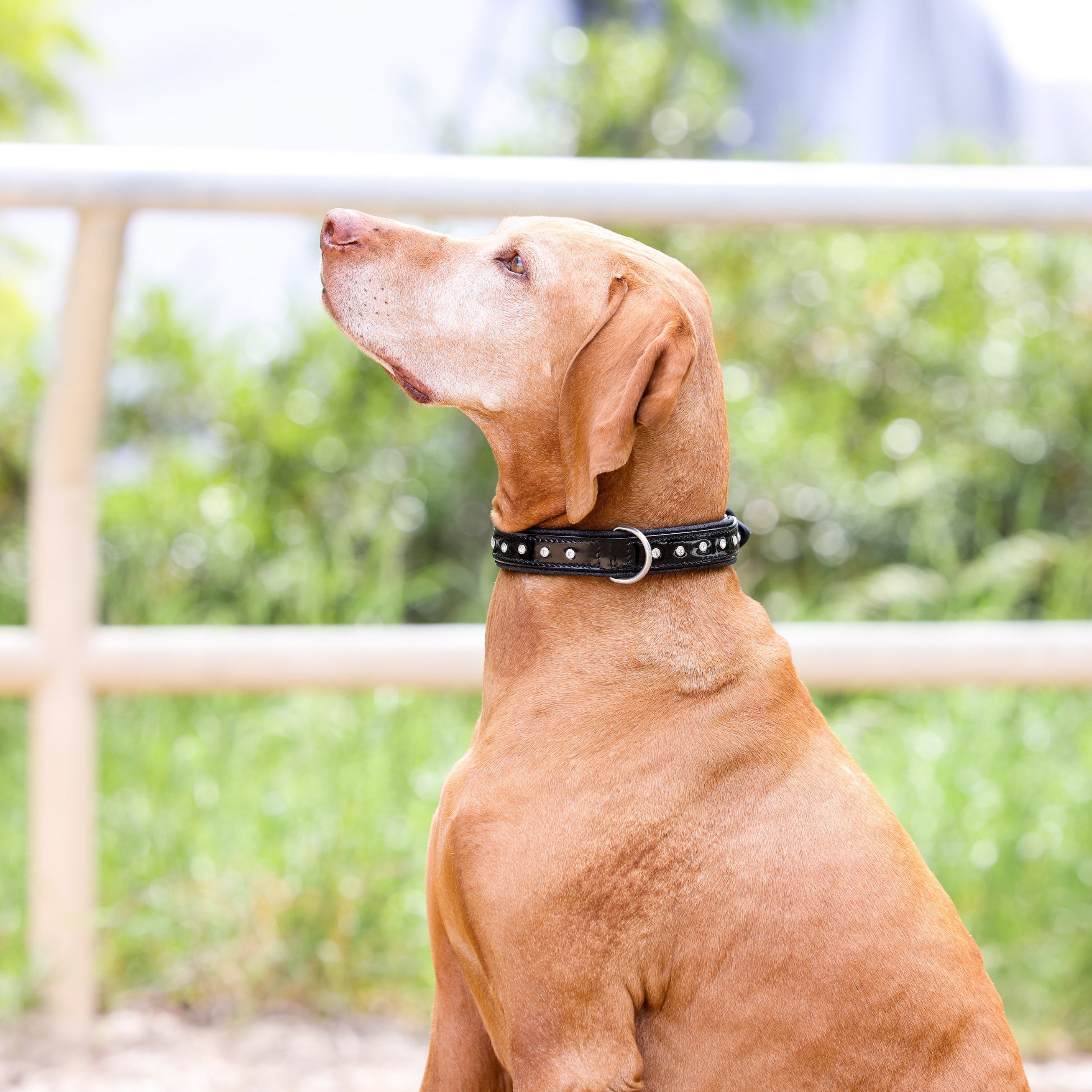 Halter Ego® Black Patent Celebrity Dog Collar by Halter Ego®