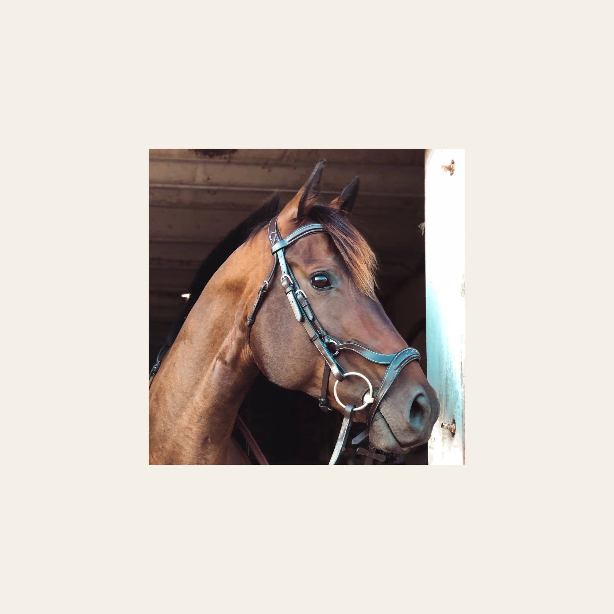 ExionPro Anatomical Drop Noseband Bridle with Reins on a warm cream background