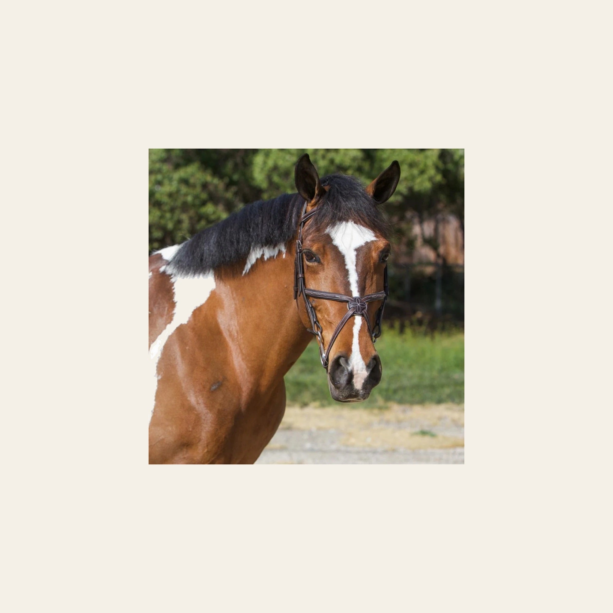 ExionPro Designer Fancy Stitched Figure 8 English Bridle With Rubber Reins on a warm cream background