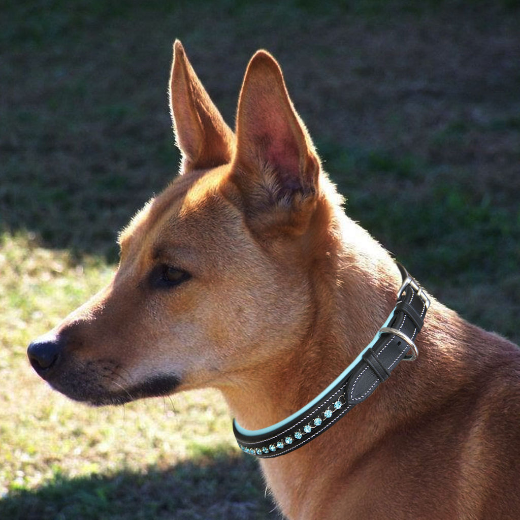 ExionPro Blue Bling Dog Collar by Bridles & Reins - alternate view 3