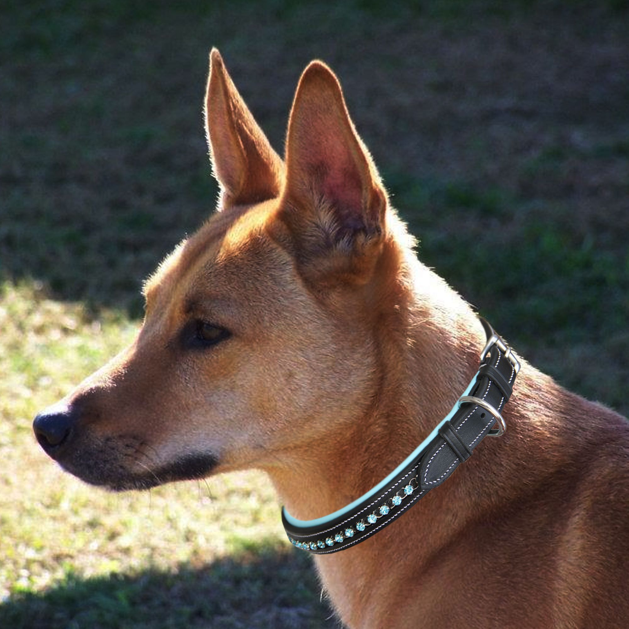 ExionPro Blue Bling Dog Collar by Bridles & Reins - alternate view 3