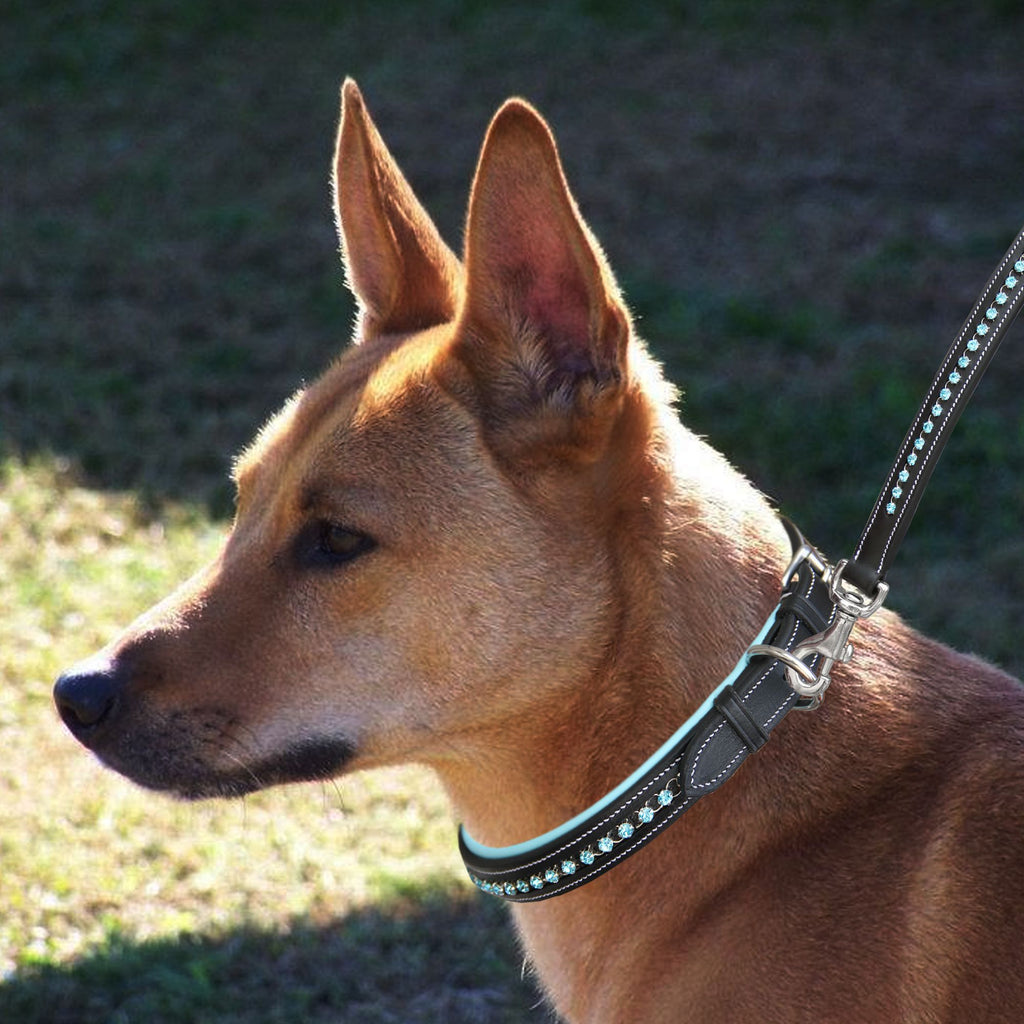 ExionPro Blue Bling Dog Collar by Bridles & Reins - alternate view 4