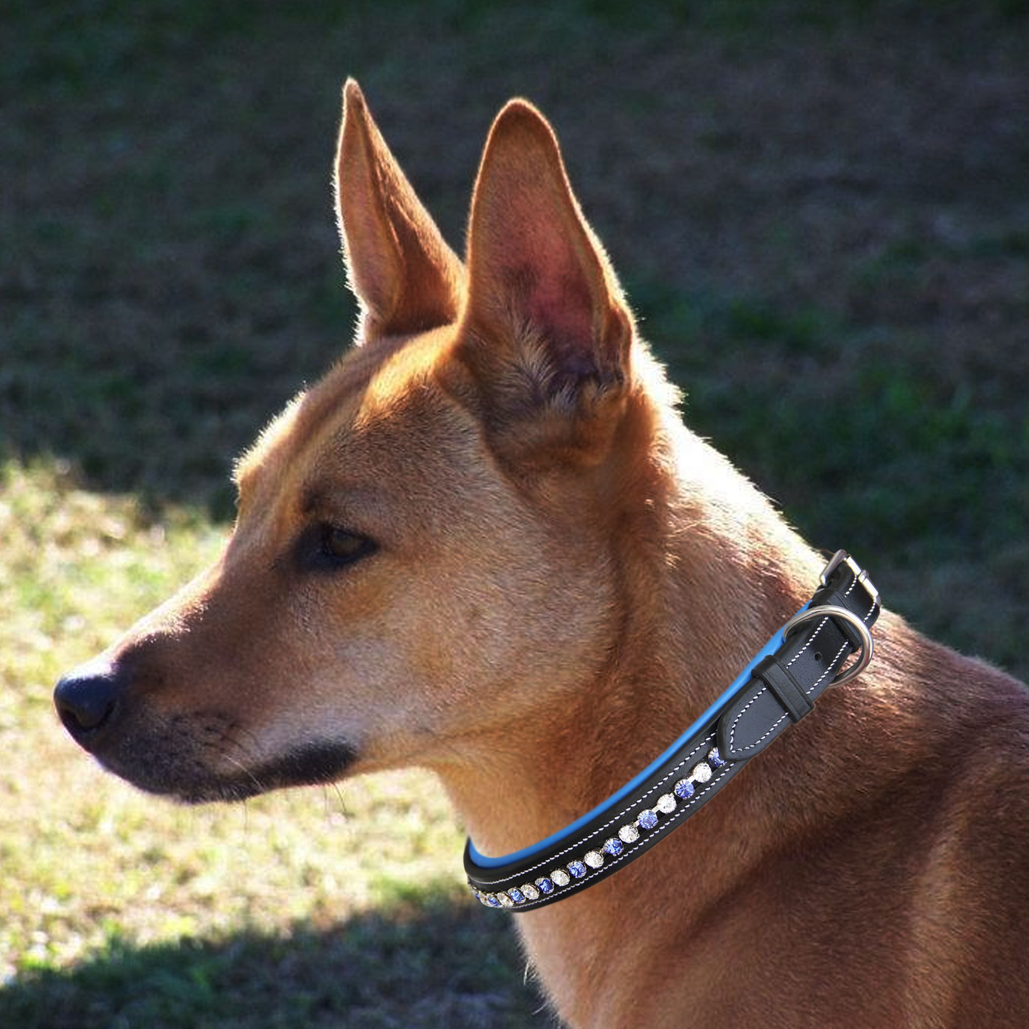ExionPro White & Blue Bling Dog Collar by Bridles & Reins - alternate view 6