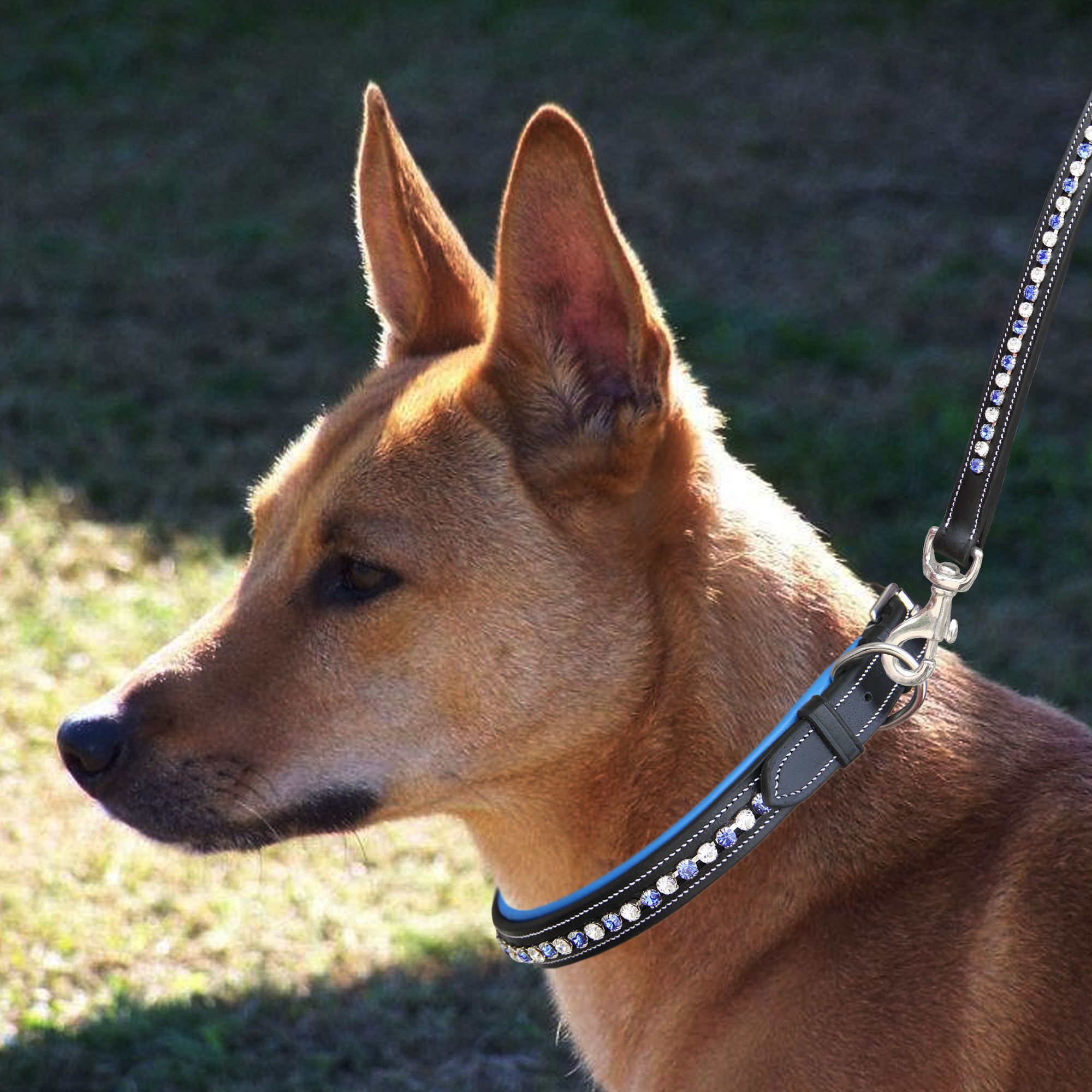 ExionPro White & Blue Bling Dog Leash by Bridles & Reins - alternate view 3