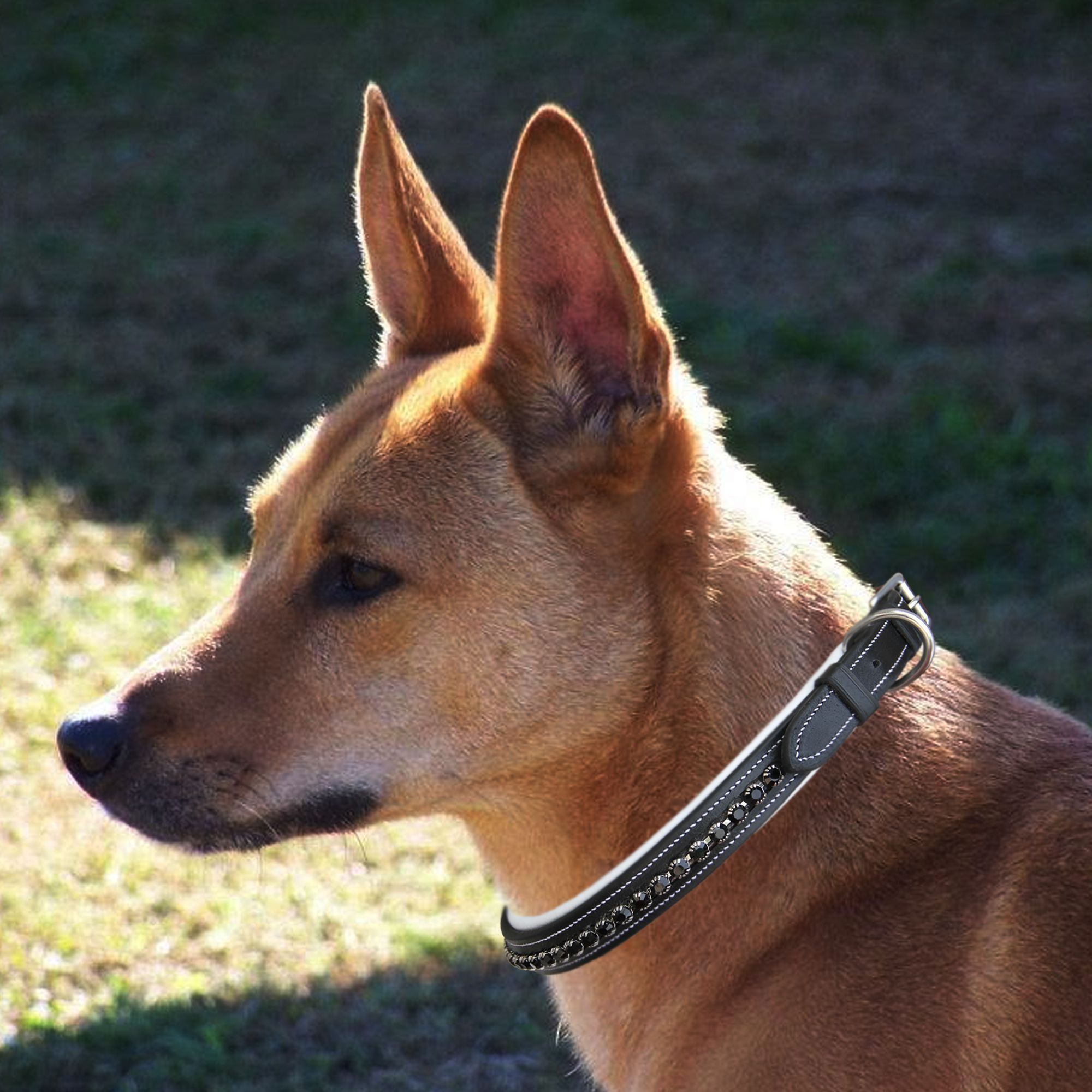 ExionPro Black Bling Dog Collar by Bridles & Reins - alternate view 6