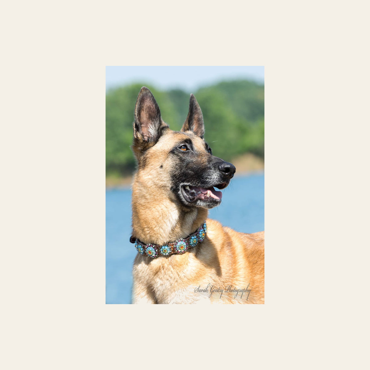 Genuine Leather Rainbow Bridge Dog Collar on a warm cream background