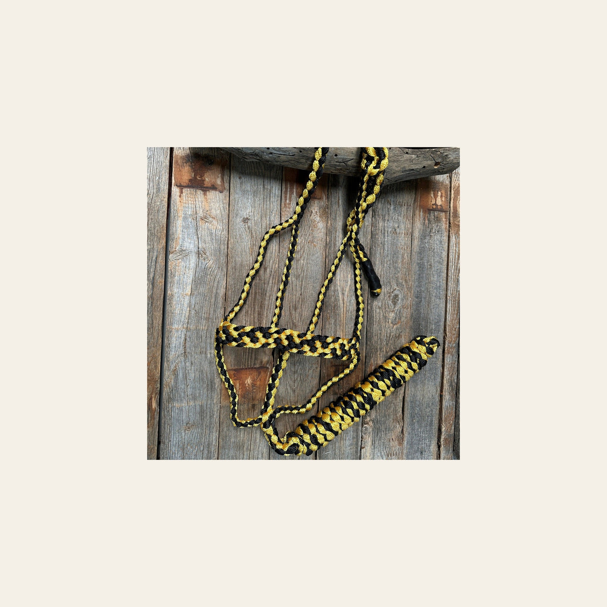 Gold and Black Mule Tape Halter on a warm cream background