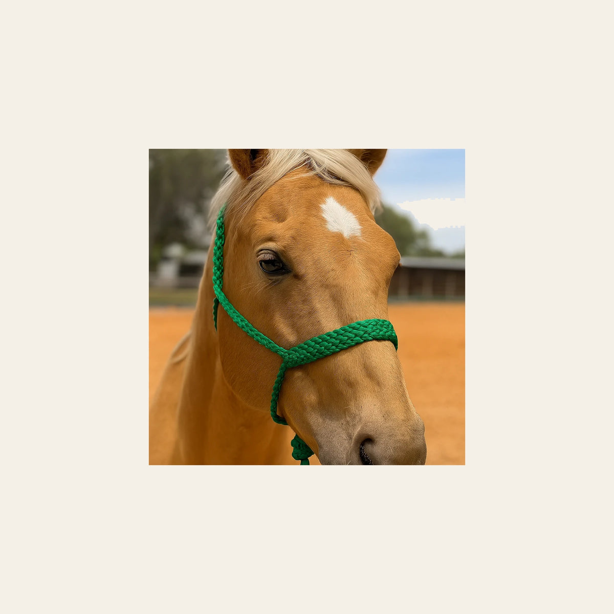Green Mule Tape Halter on a warm cream background